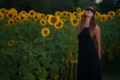 Blind Sunflowers